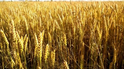 Казахстан закончил уборку урожая зерна