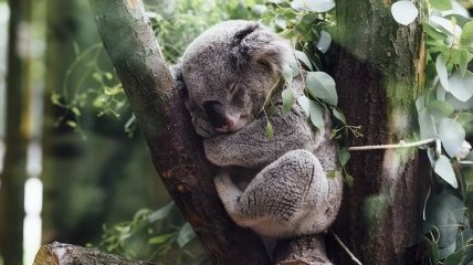 Спасенные коалы от лесных пожаров в Австралии: опубликованы редкие фото  