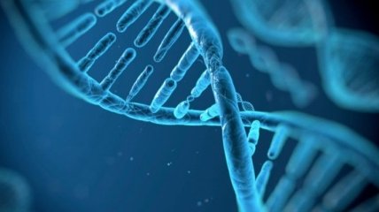 3-D компьютерную модель генома человека разработали ученые SISSA