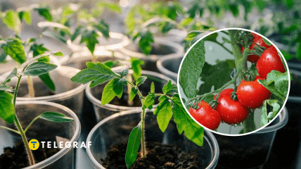 Коллаж "Телеграфа"