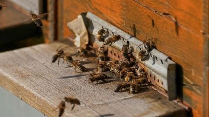 Сильные и частые порывы ветра угрожают выживанию пчел