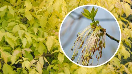 Клен ясенелистный может быть опасным для людей с аллергией