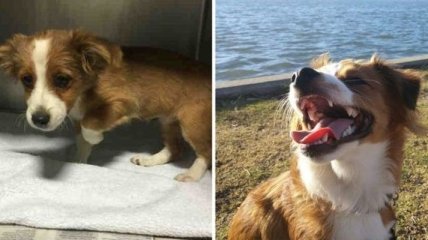 Приют для животных: снимки до и после обретения семьи