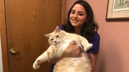 Бронсон: снимки милого котика, который страдает из-за своего веса  (Фото) 