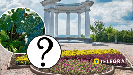 В центре Полтавы растет кабачок на тротуаре