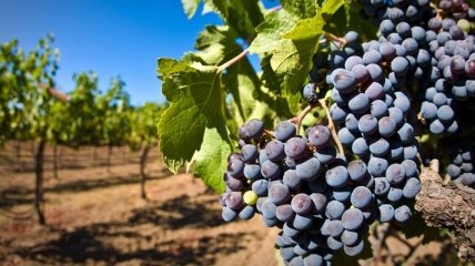 Ливень с градом нанесли ущерб виноградникам в Восточной Грузии