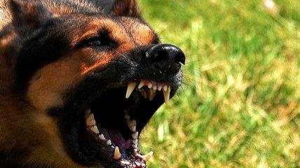 "Намордники уже не в моде": посреди улицы в Днепре собака жестоко напала на женщину (видео)