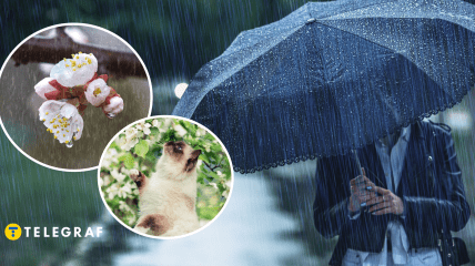 Дождь весной и кот