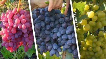 Велес, Каталония, Аркадия - незаменимые сорта на рынке