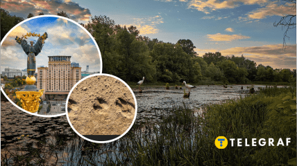 В Киеве бродячие собаки гонялись за лосем