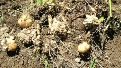 Пораженные нематодами клубни картофеля