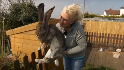 Известный на весь мир кролик загадочно пропал: хозяйка в панике и предлагает вознаграждение (фото)