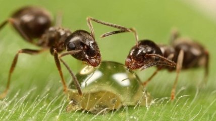 Эволюция муравьев продолжалась свыше 150 млн лет