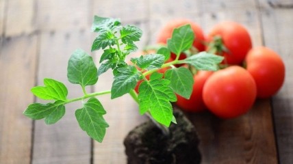 Пора высевать сочные томаты