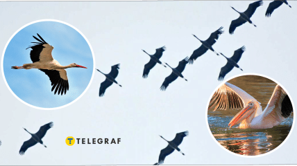 Перелітні птахи України