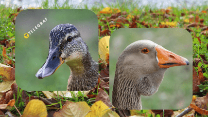 Крижень та сіра гуска