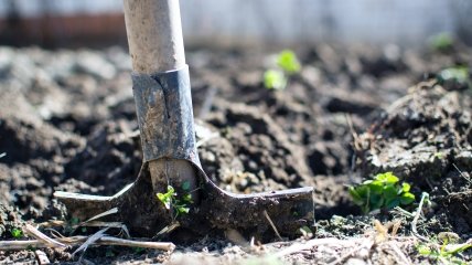 Когда сажать картошку и кабачки: календарь садовода-огородника на апрель