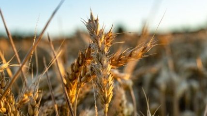 Рост сбываемых объемов: Украина с июля экспортировала 42,3 млн тонн зерновых