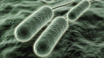 Микробиологи нашли бактерии с суперспособностями
