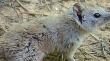 В австралийском штате нашли хищную мышь, которая, как считалось, давно вымерла
