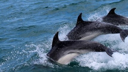Дельфины не такие уж и милые: факты, которые вас шокируют
