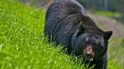 В России медведь решил обустроить берлогу во дворе у людей