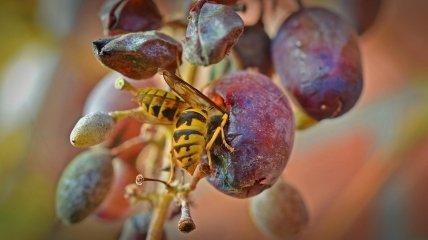 Как уберечь виноград от ос