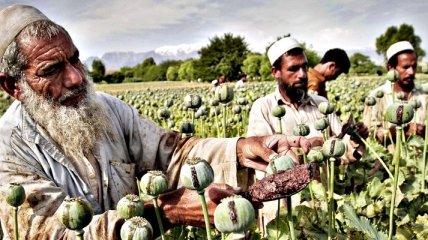 ООН зафиксировала рост опиумного производства в Афганистане