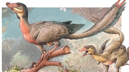 Лапы-крылья: палеонтологи обнаружили останки нового вида динозавра