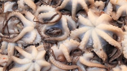 Биологи выступили против ферм по выращиванию осьминогов