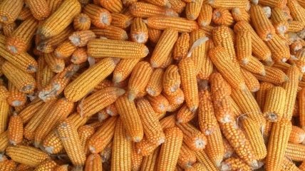 Кукурузный импорт: ЕС одобрил беспошлинный ввоз 750 тыс. тонн украинского зерна