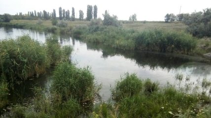 В Кировоградской области в реке массово гибнет рыба