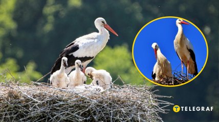 В прошлом году в аистиной семье разыгрывались настоящие драмы