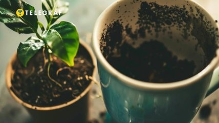 Кофейная гуща может стать отличным удобрением для комнатных растений (изображение создано с помощью ИИ)