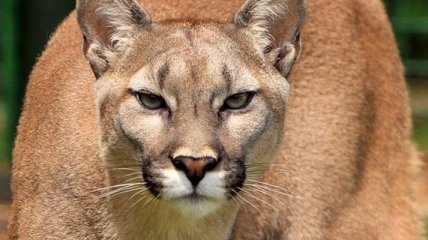Сбежавший из клетки лев убил 22-летнюю стажерку в зоопарке США