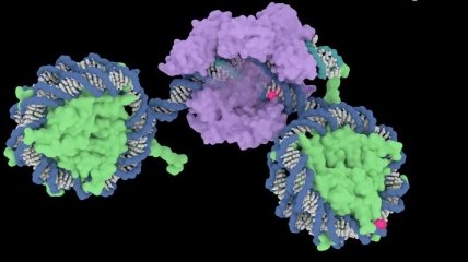 Ученые: Нуклеосомы могут подавлять эффективность расщепления CRISPR/Cas9 
