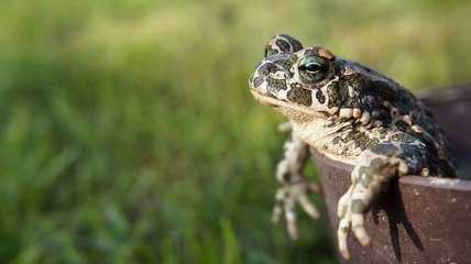 Найдена жаба, которая сражается усами