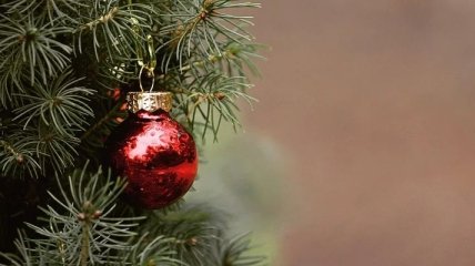 Заработали пункты утилизации киевских новогодних елок