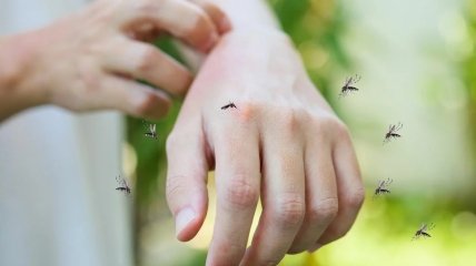 Через укусы комаров могут передаваться инфекции и опасные болезни