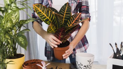 Простий спосіб підживити рослини в домі