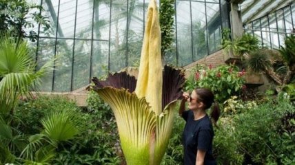 В Бельгии расцвел самый большой цветок в мире