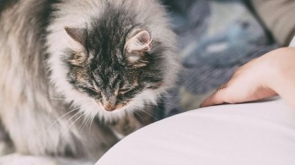 Защитный механизм: ученые объяснили, почему кошки у многих людей вызывают аллергию