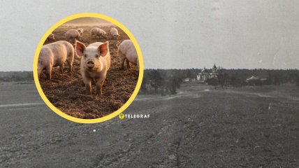 Село Свинарин