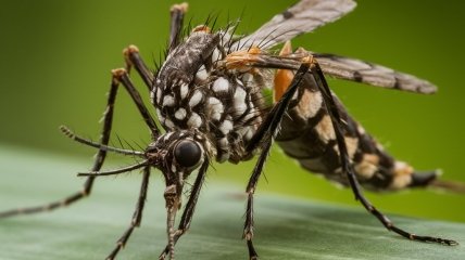 Комары могут угрожать здоровью (изображение создано с помощью ИИ)
