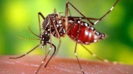 Эти насекомые способны разносить вирус, который убивает детей 