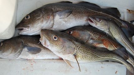 Виды рыбы, которые вредно употреблять в пищу