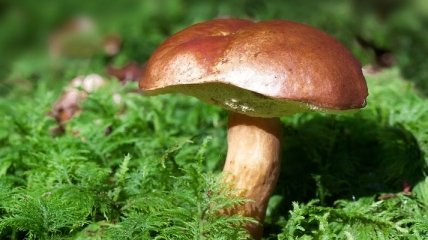 Появилось позитивное влияние грибов на нервную систему