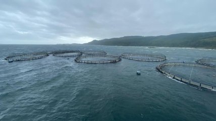 Шторм в Шотландии: 50 тысяч норвежских лососей сбежали из рыбной фермы и это обеспокоило экологов