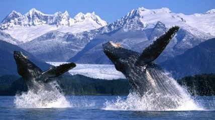 Удалось узнать, как киты помогают друг другу во время охоты
