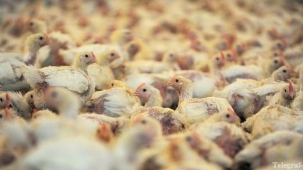 Производство курятины в Украине в 2012 году поднялось на 5%